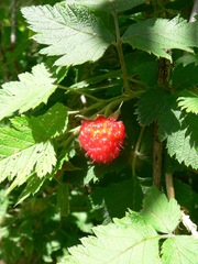 Rubus hawaiensis