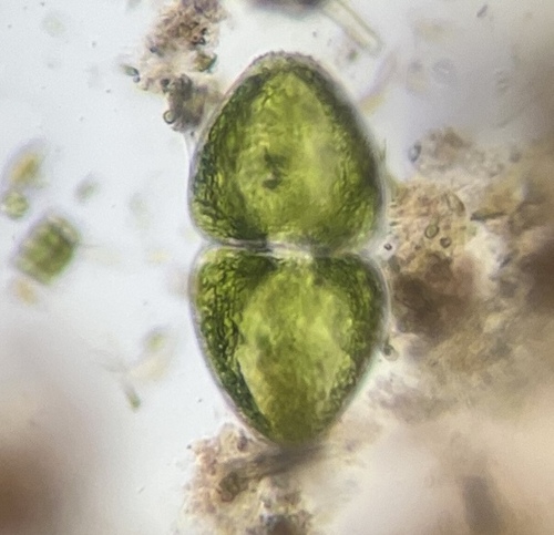 Cosmarium ovale, 2026-10-18