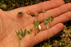 Trifolium microdon
