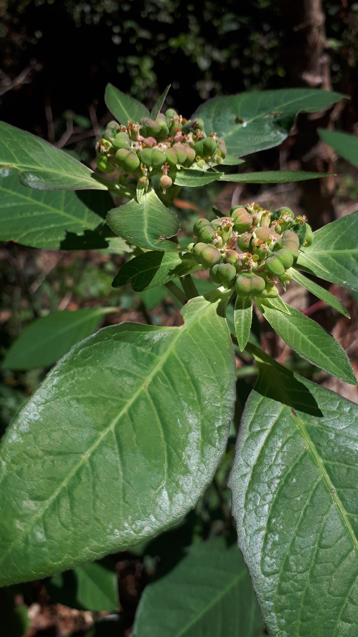 Euphorbia heterophylla
