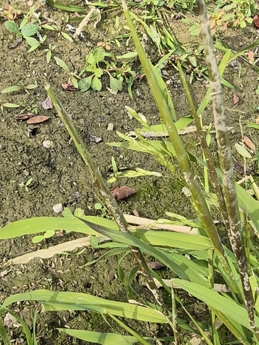 Leersia oryzoides observed 2026-10-19