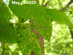 Aceria zelkoviana