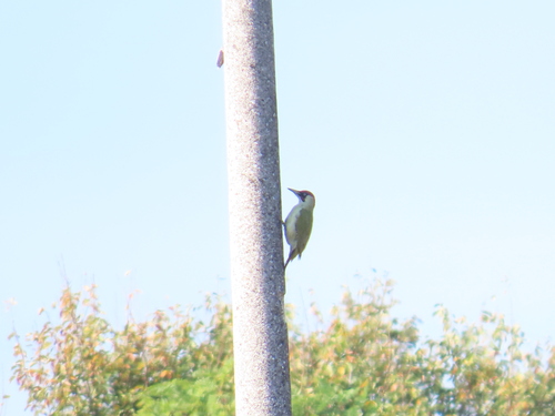 Eurasian Green Woodpecker
