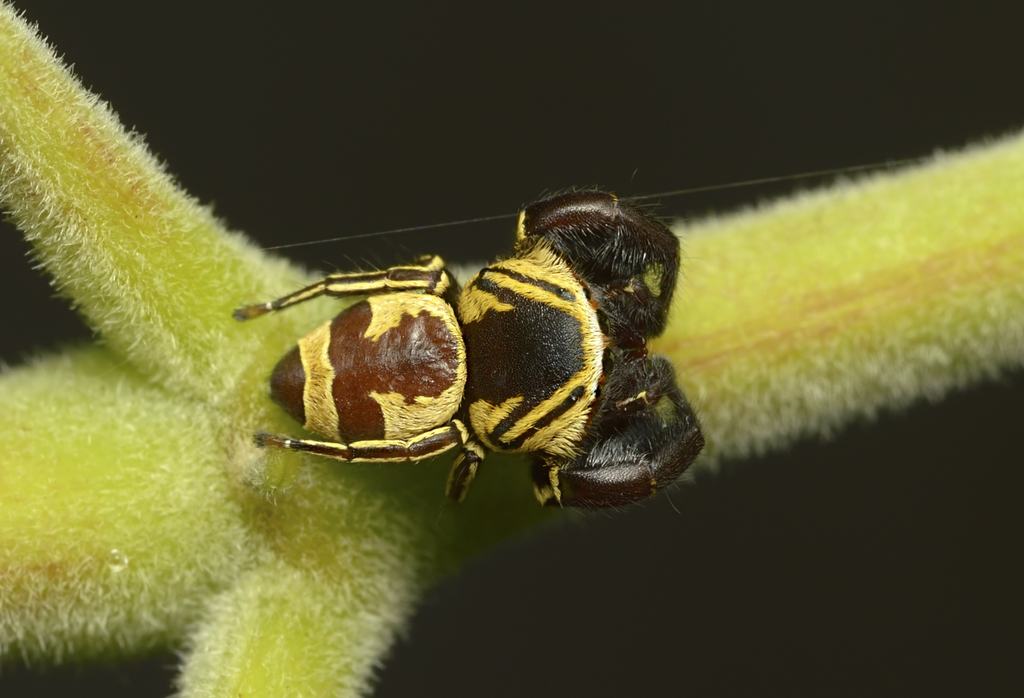 Wasp-mimic Jumping Spider