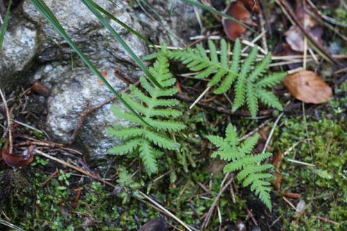 Phegopteris connectilis observed 2026-10-19