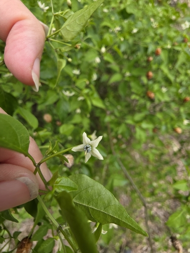 Capsicum annuum observed 2026-10-19