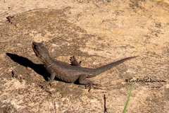 Sceloporus dugesii