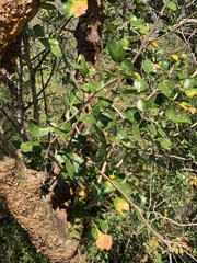 Commiphora neglecta