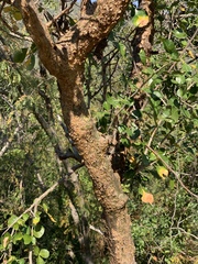 Commiphora neglecta