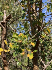 Commiphora neglecta
