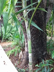 Ptychosperma elegans