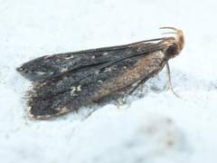 Dichomeris costarufoella