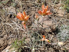Castilleja integra