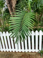 Ptychosperma elegans