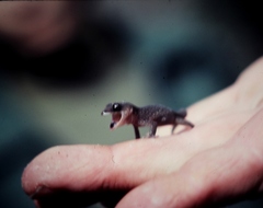 Diplodactylus vittatus