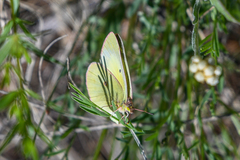 Colias philodice eriphyle