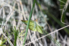 Colias philodice eriphyle