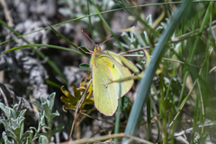 Colias philodice eriphyle