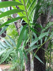 Ptychosperma elegans