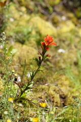 Castilleja hispida