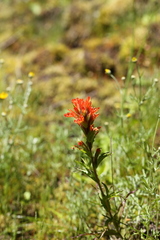 Castilleja hispida