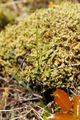 Perideridia gairdneri