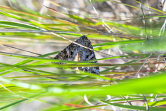 Trichordestra liquida