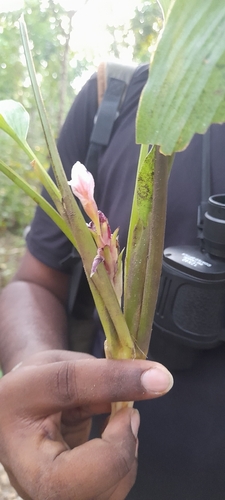 Curcuma longa observed 2026-10-02