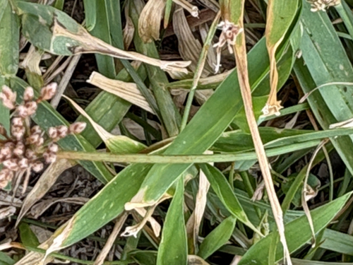 Fimbristylis cymosa observed 2026-10-19