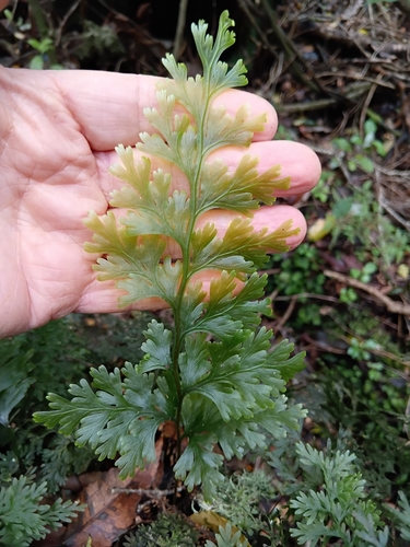 Hymenophyllum dilatatum observed 2026-10-19