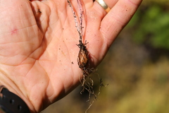 Perideridia gairdneri