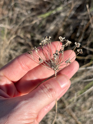Allium canadense, 2026-10-19