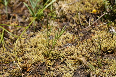 Perideridia gairdneri