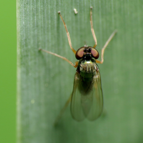 Medetera aberrans
