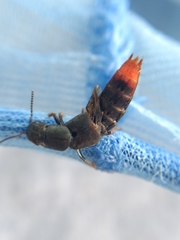 Platydracus tarsalis