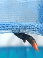 Platydracus tarsalis