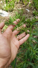 Rumex californicus