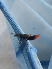 Platydracus tarsalis