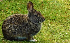 Sylvilagus andinus
