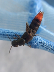 Platydracus tarsalis