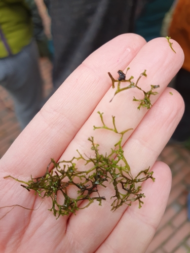 Riccia fluitans observed 2026-10-19
