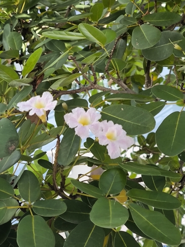 Tabebuia heterophylla observed 2026-10-19