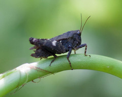Tettigidea