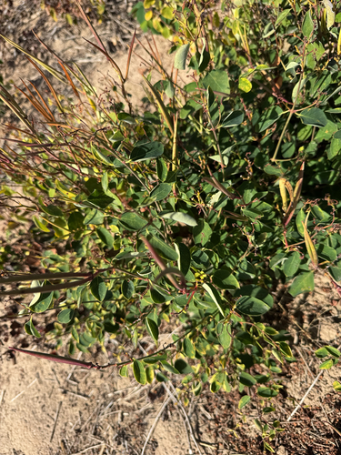 Apocynum androsaemifolium observed 2026-10-19