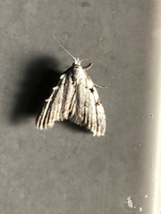 Nola triquetrana