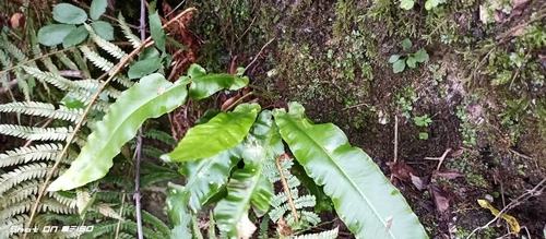 Hart's-tongue fern