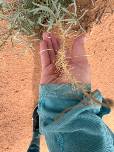 Stanleya pinnata observed 2026-10-17