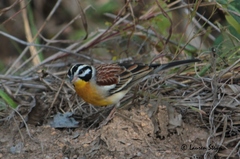 Emberiza flaviventris