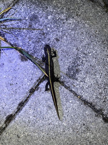 Italian Crested Newt