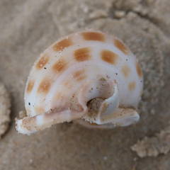 Phalium areola